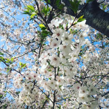 ３月３日は設立記念日、１４年目に突入。これからも全力でいい家づくりします！