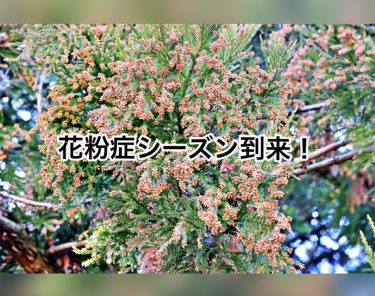 花粉シーズン到来！針治療で花粉症が治りました