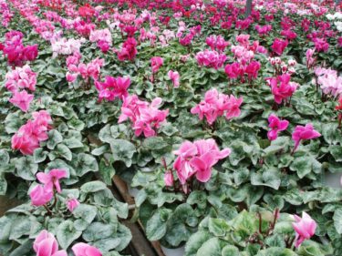 今年のクリスマスプレゼントはシクラメン